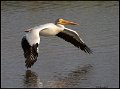_8SB9464j american white pelican